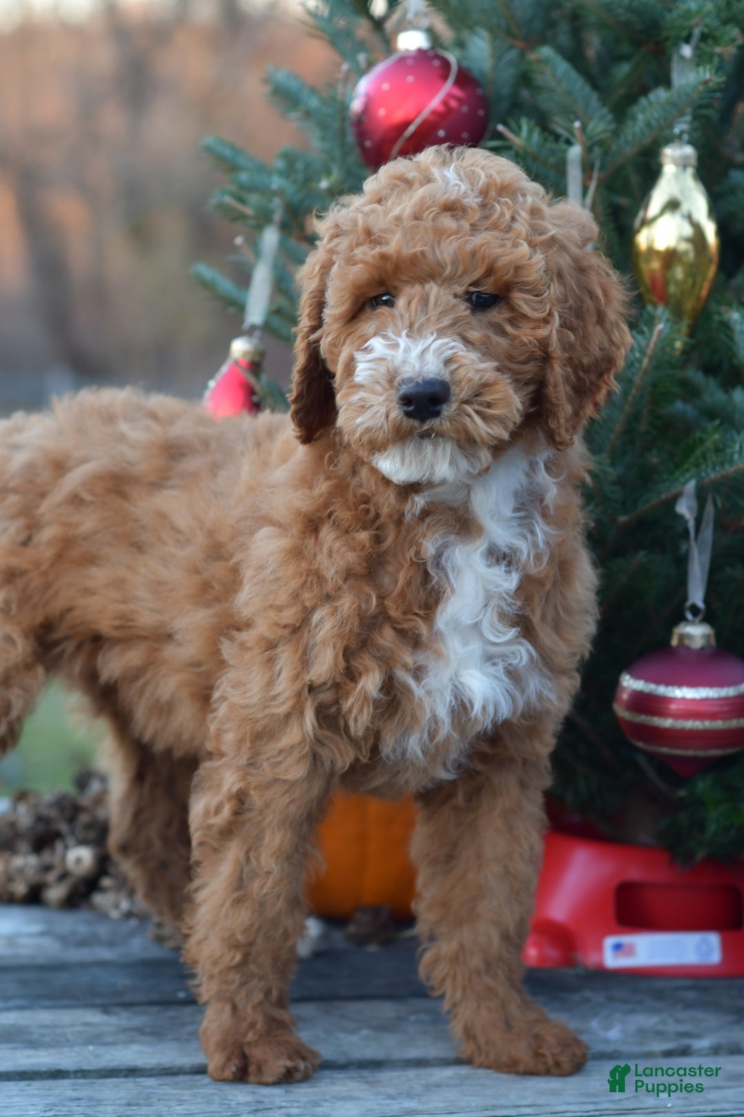 Standard Poodle dogs for sale: Candy - Ad 13