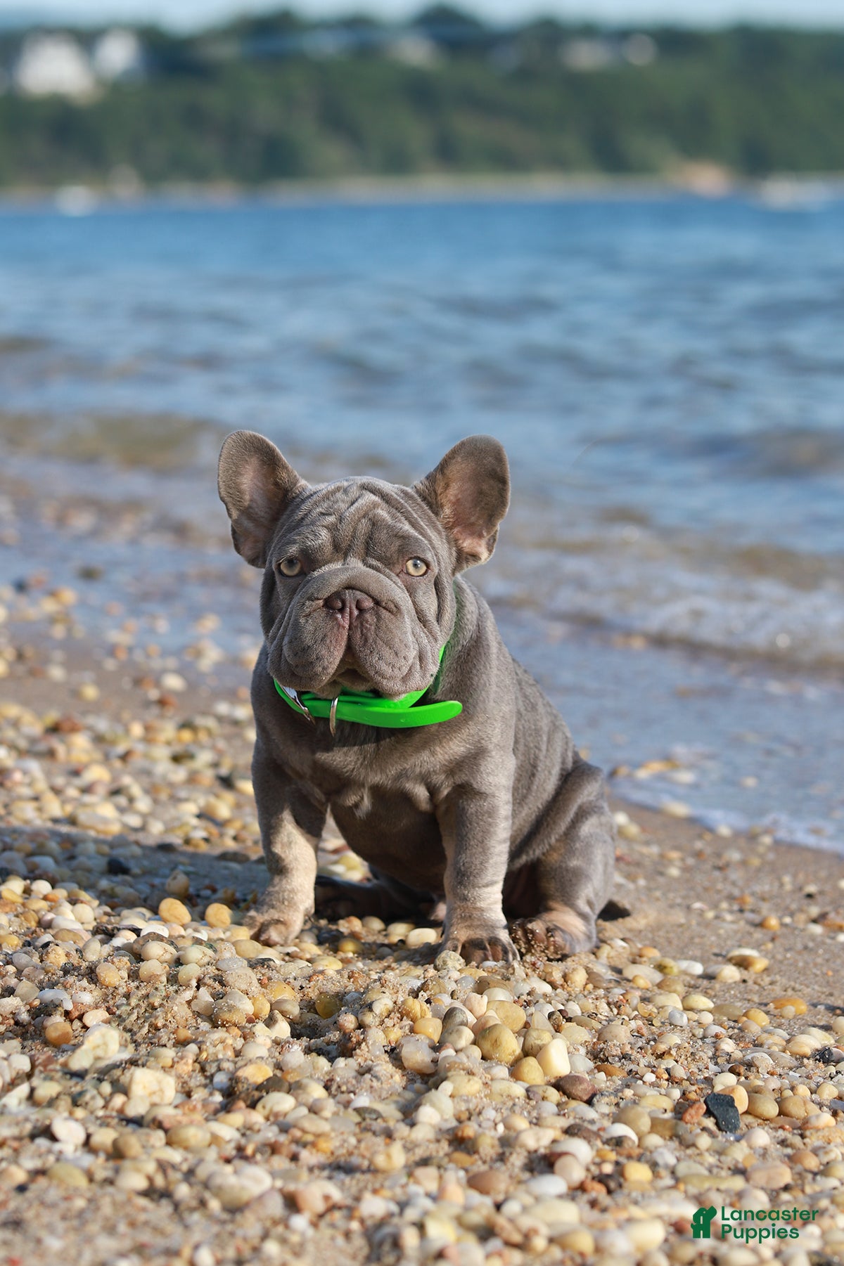 French Bulldog dogs Ralf  - Ad 2