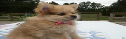 Pomeranian dogs for sale: Pomeranian Puppy 2 Layla - Ad 3