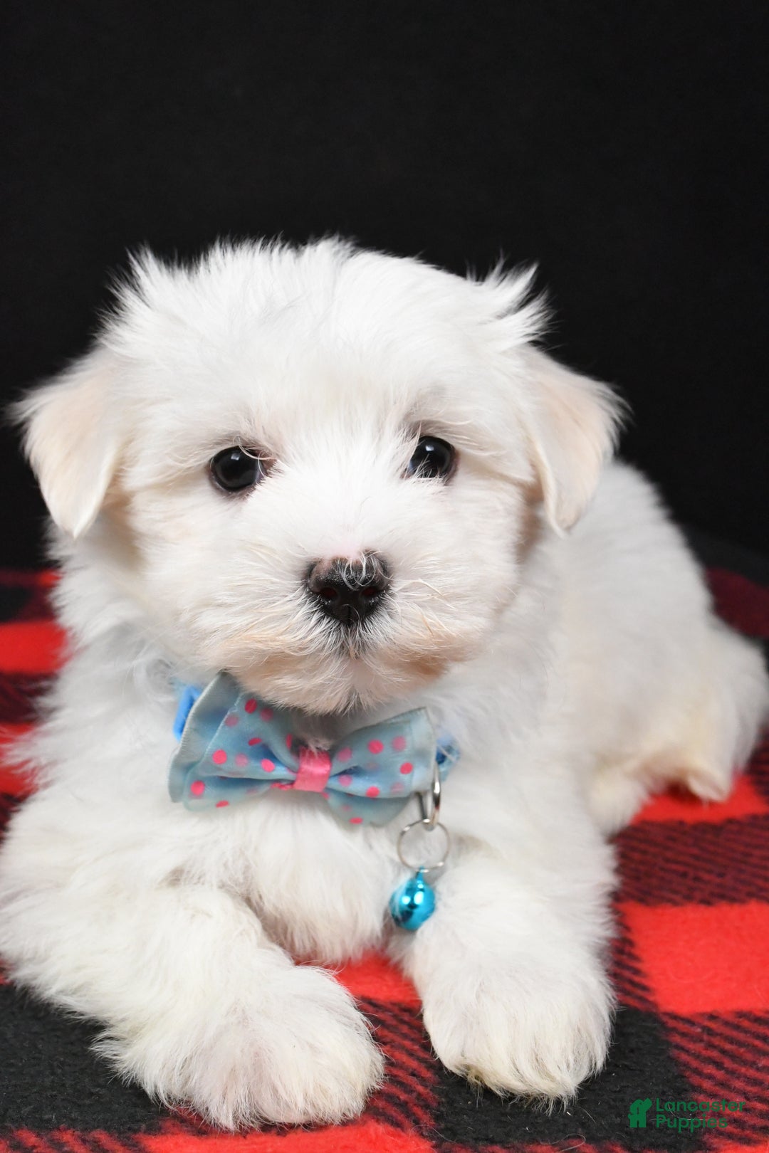 Maltese dogs for sale: Molly - Ad 10