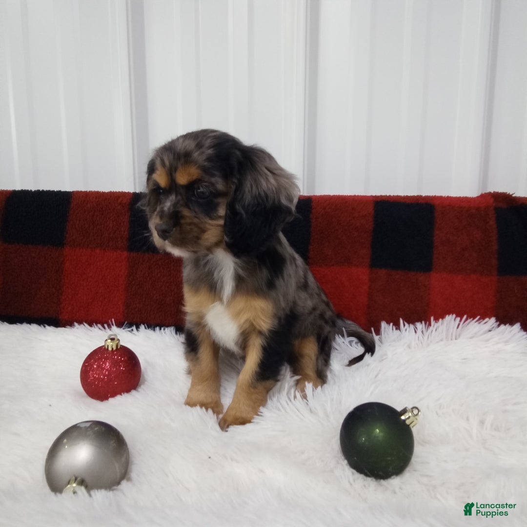 Cockalier dogs for sale: Lola - Ad 5