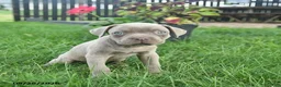 Cane Corso dogs for sale: Daisy  - Ad 4
