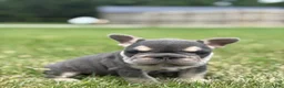 French Bulldog dogs for sale: Madeline - Ad 2