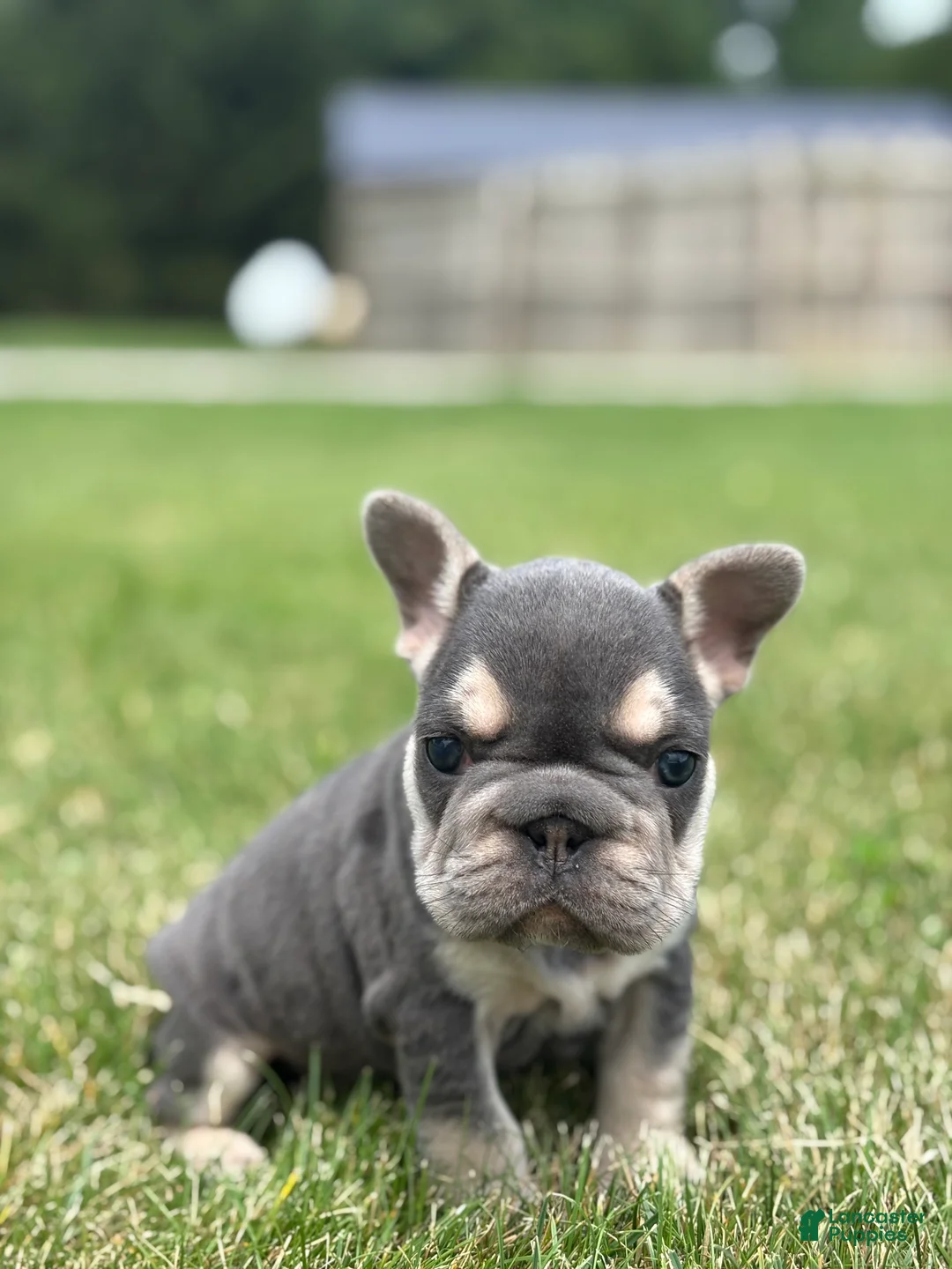 French Bulldog dogs for sale: Madeline - Ad 2