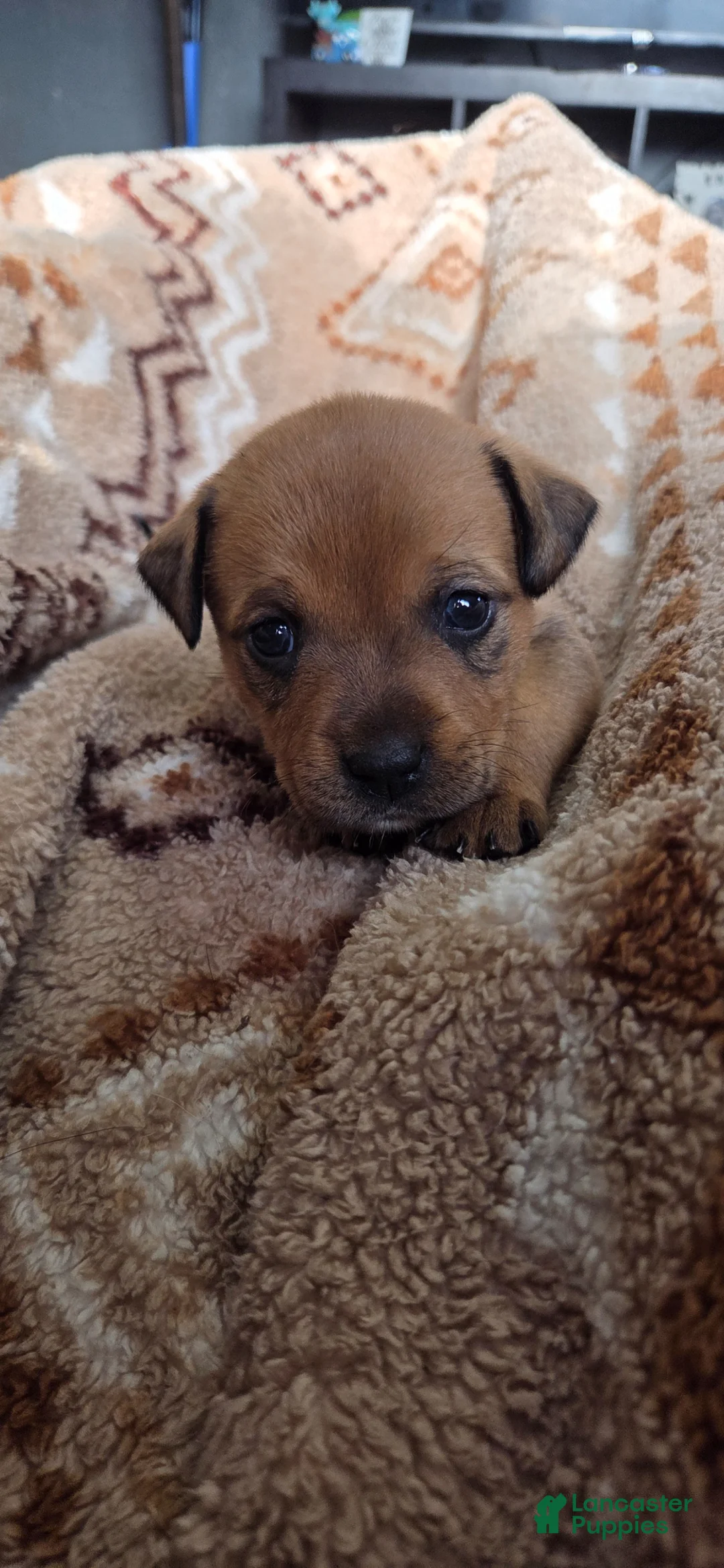 Mixed Breed dogs for sale: Koda - Ad 11