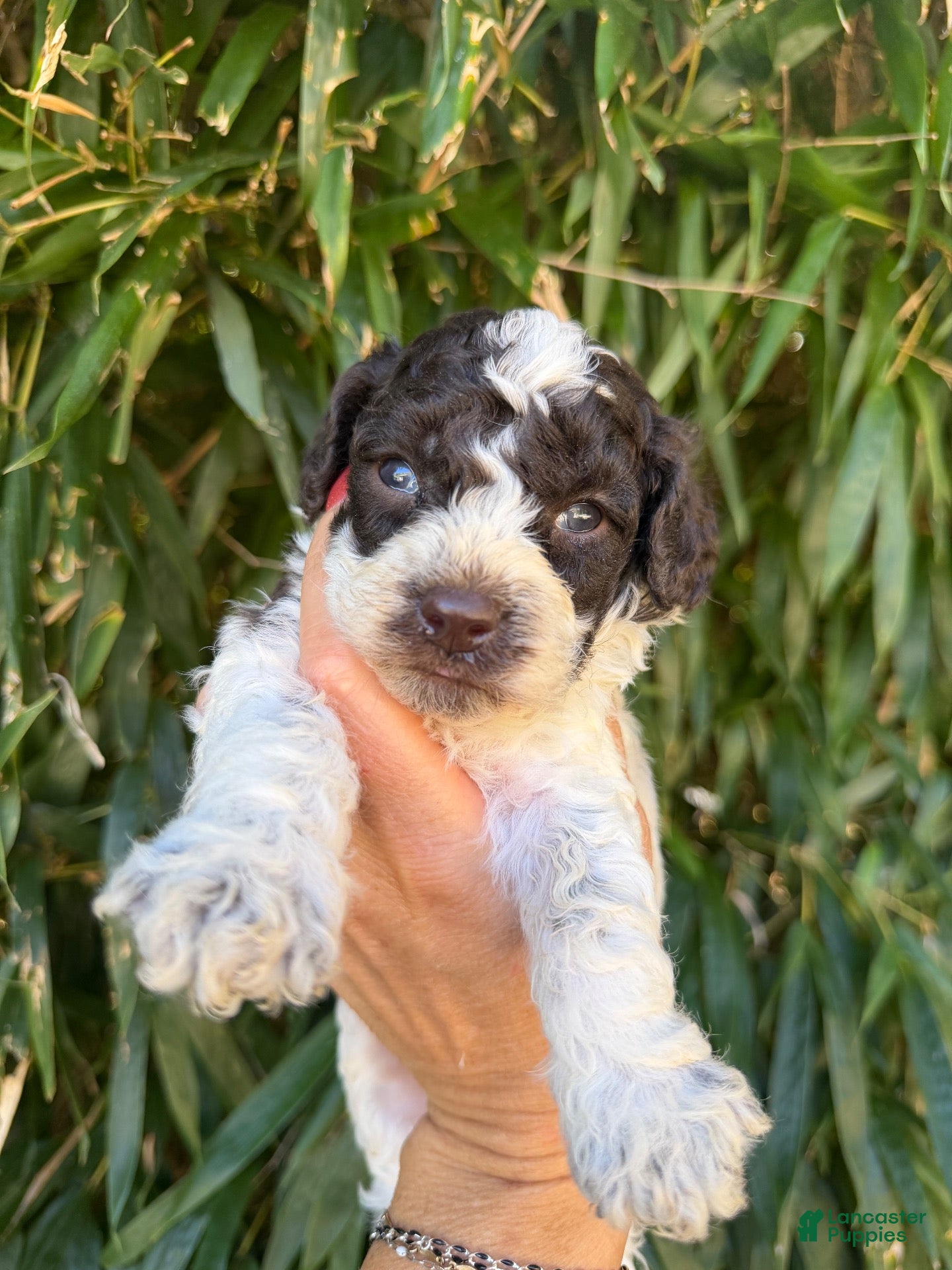 Cockapoo dogs Cockapoo 2 - Ad 4