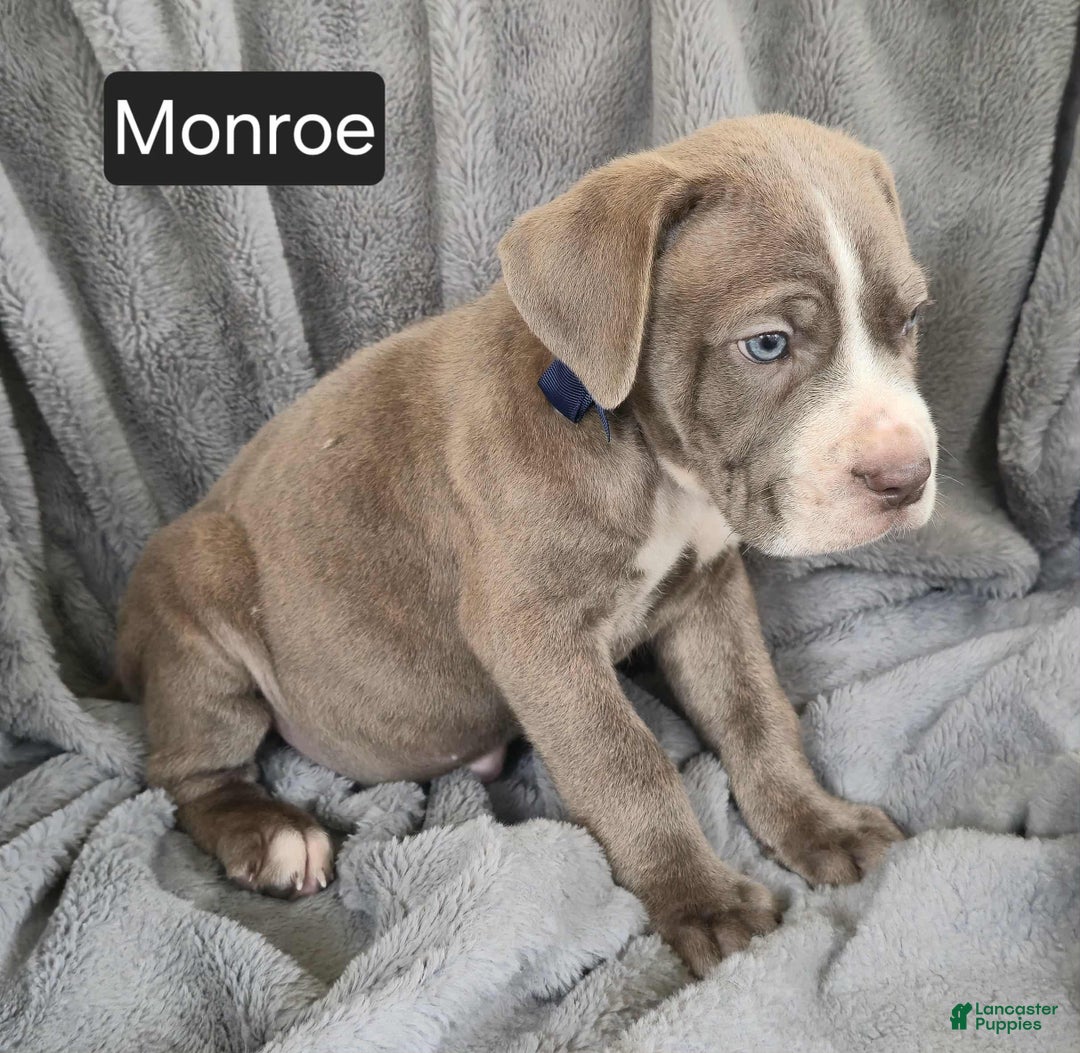 Cane Corso dogs for sale: Monroe  - Ad 3