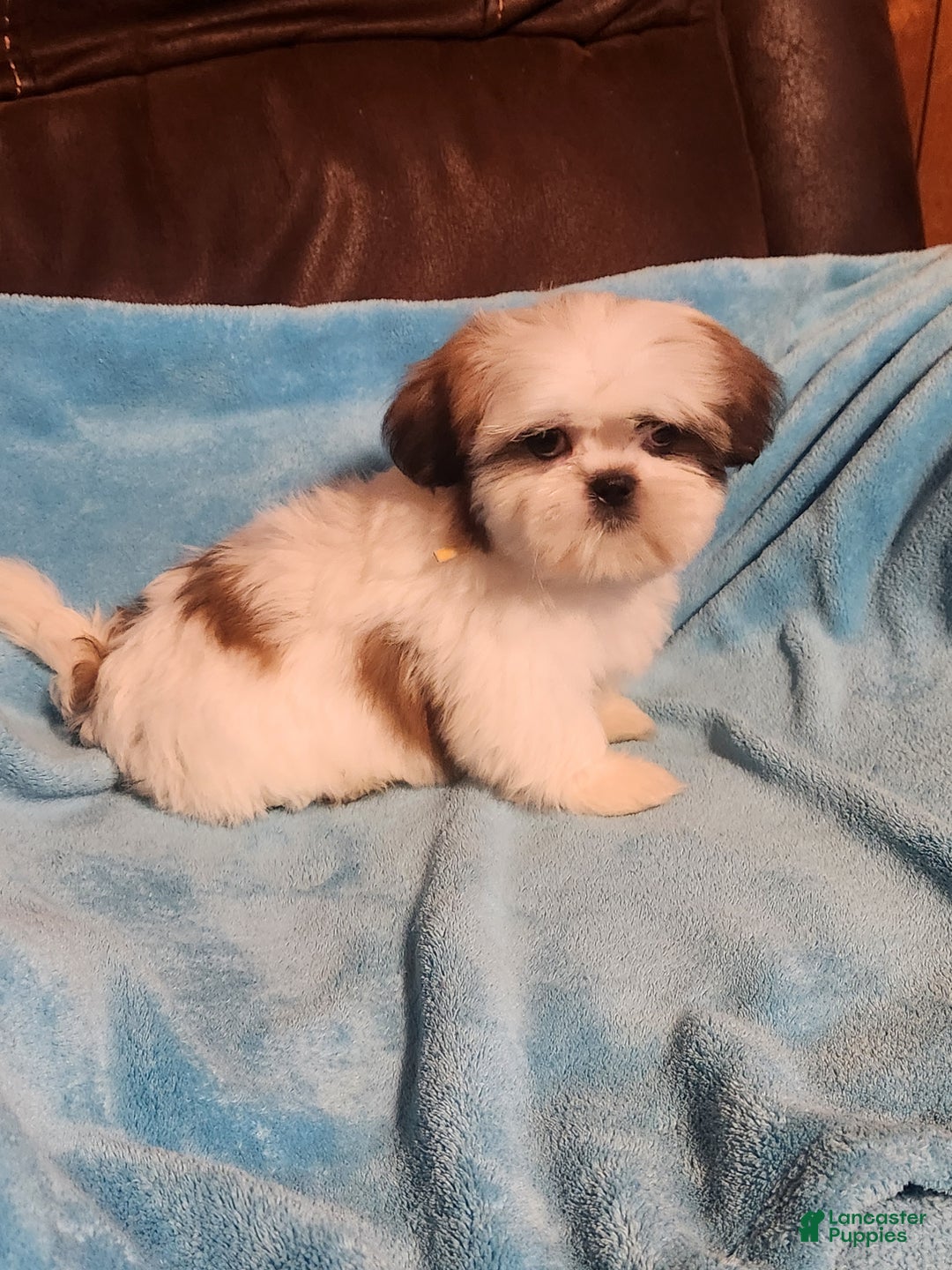 Shih Tzu dogs for sale: Shih Tzu Puppy 3 - Ad 3