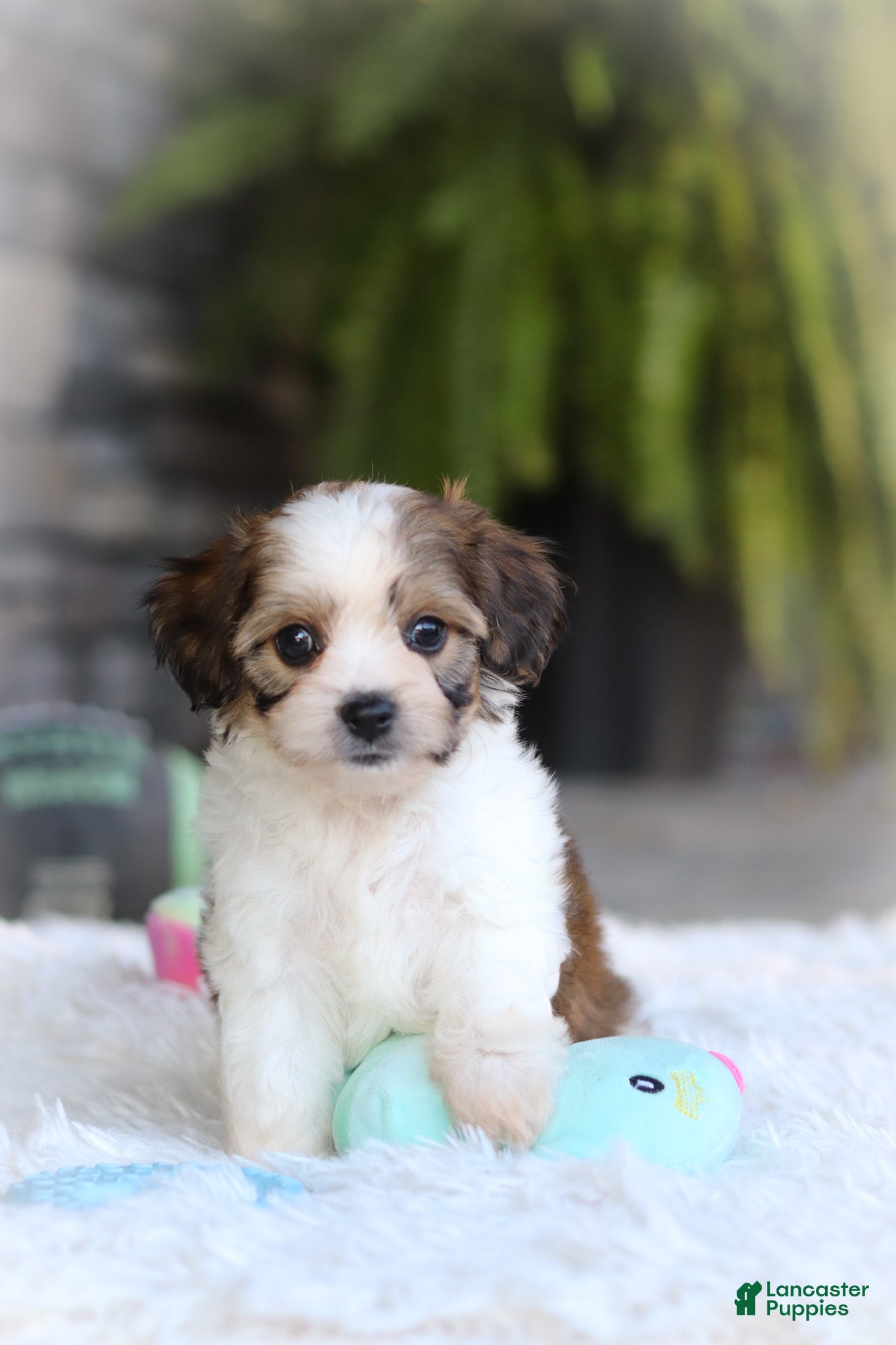 Cavachon dogs Aspen - Ad 1