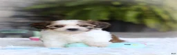 Cavachon dogs for sale: Aspen - Ad 1