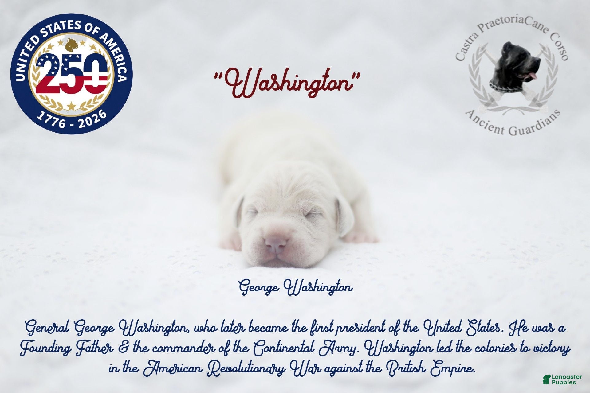 Cane Corso dogs "Washington" - Ad 24