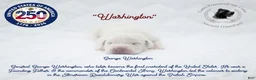 Cane Corso dogs for sale: "Washington" - Ad 1