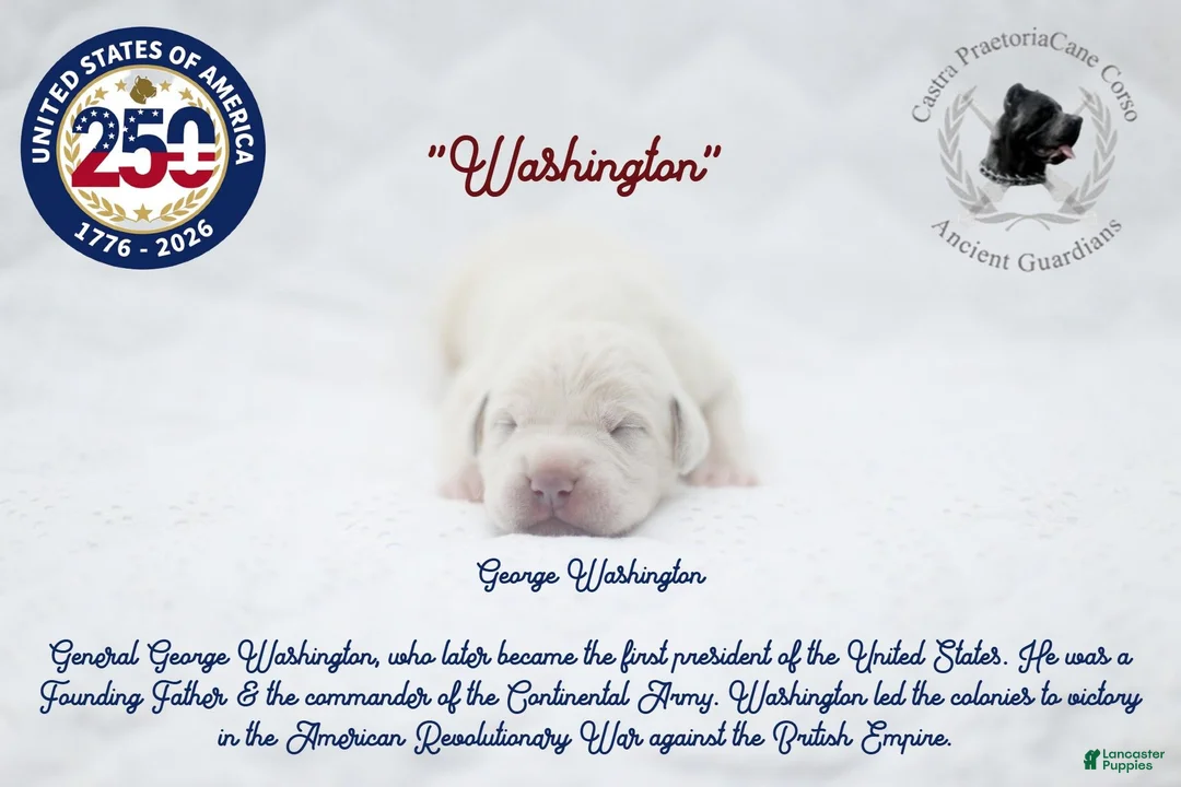 Cane Corso dogs for sale: "Washington" - Ad 1