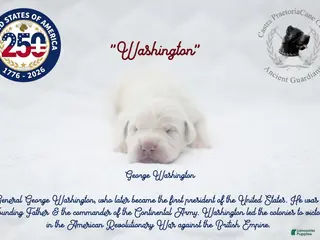 Cane Corso dogs "Washington" - Ad 35