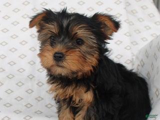 Yorkiepoo dogs - Ad 42