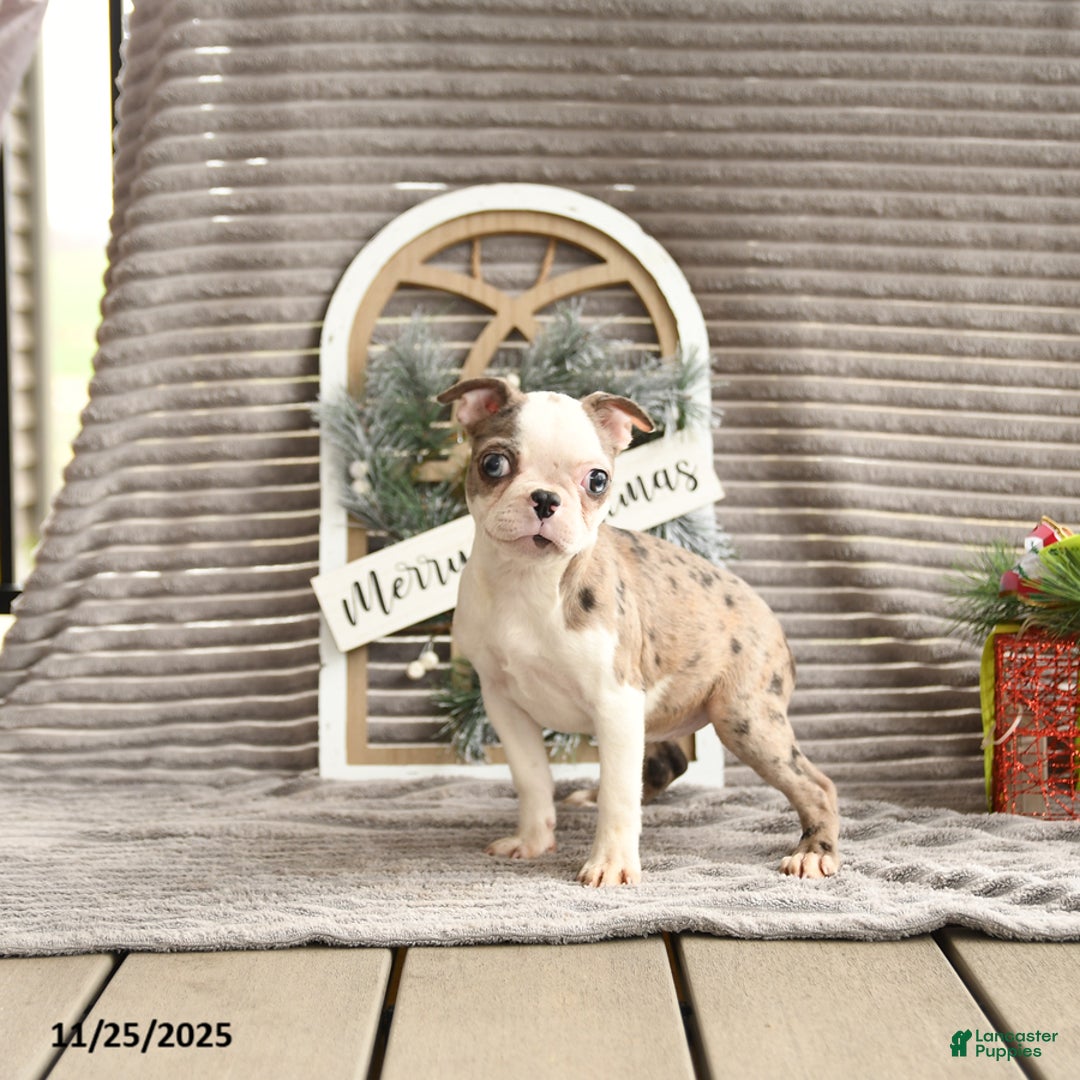 Boston Terrier dogs for sale: Kenzie - Ad 3