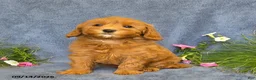 Cavapoo dogs for sale: Trinity - Ad 3