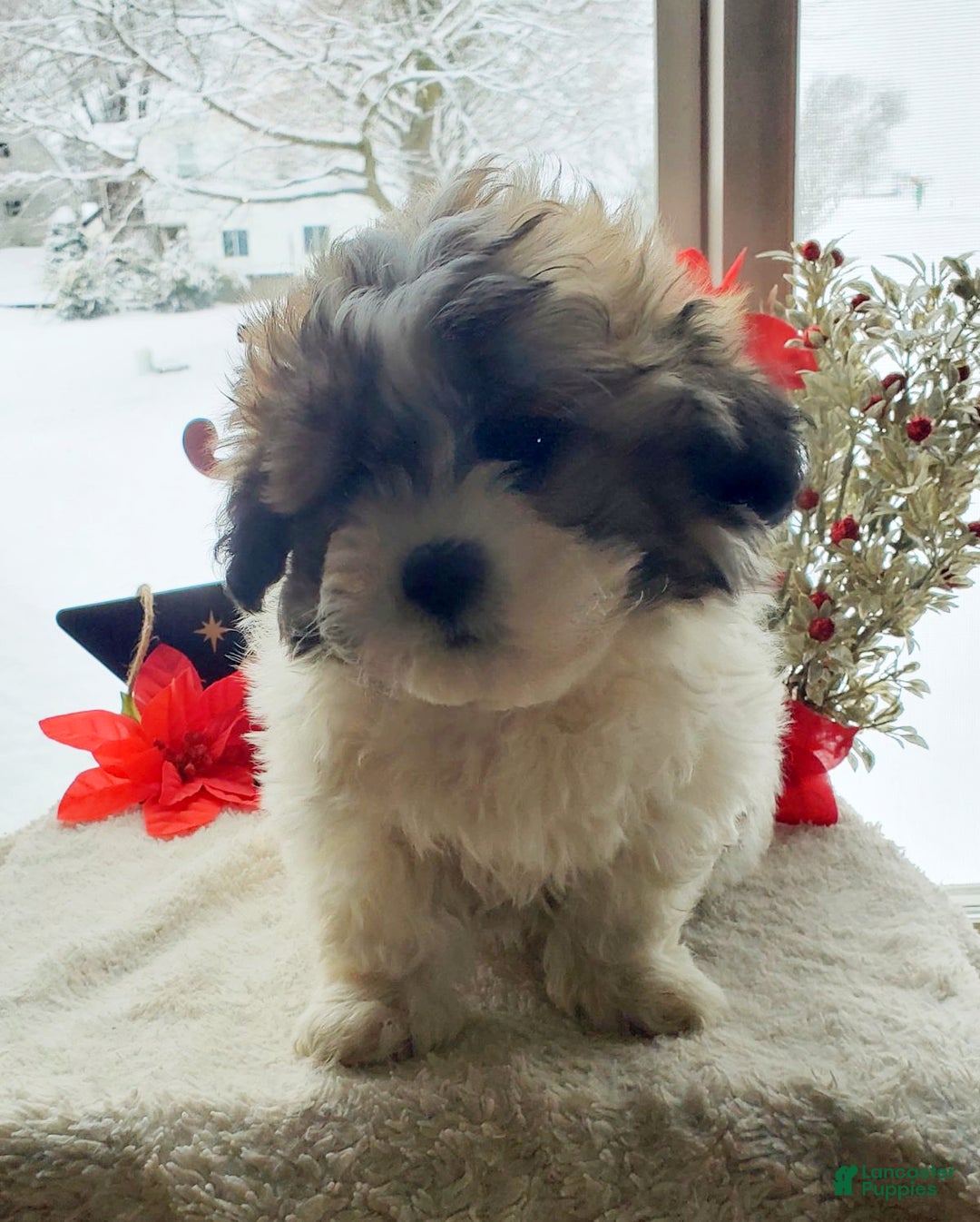 Teddy Bear dogs for sale: Buster - Ad 2