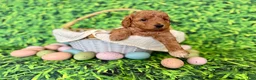 Mini Goldendoodle dogs for sale: Peach Collar  - Ad 5
