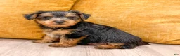 Yorkshire Terrier dogs for sale: Duke - Ad 8