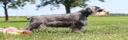 Miniature Schnauzer dogs for sale: Tucker - Ad 3