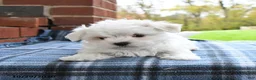 Maltese dogs for sale: Fern - Ad 3