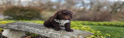 Portuguese Water Dog dogs for sale: Tori - Ad 18