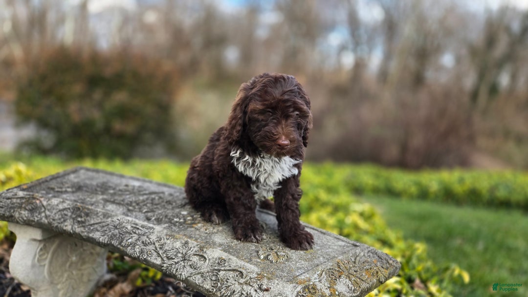 Portuguese Water Dog dogs for sale: Tori - Ad 18