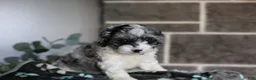 Cavapoo dogs for sale: Hudson - Ad 8