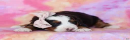 Mini Bernedoodle dogs for sale: Molly - Ad 2