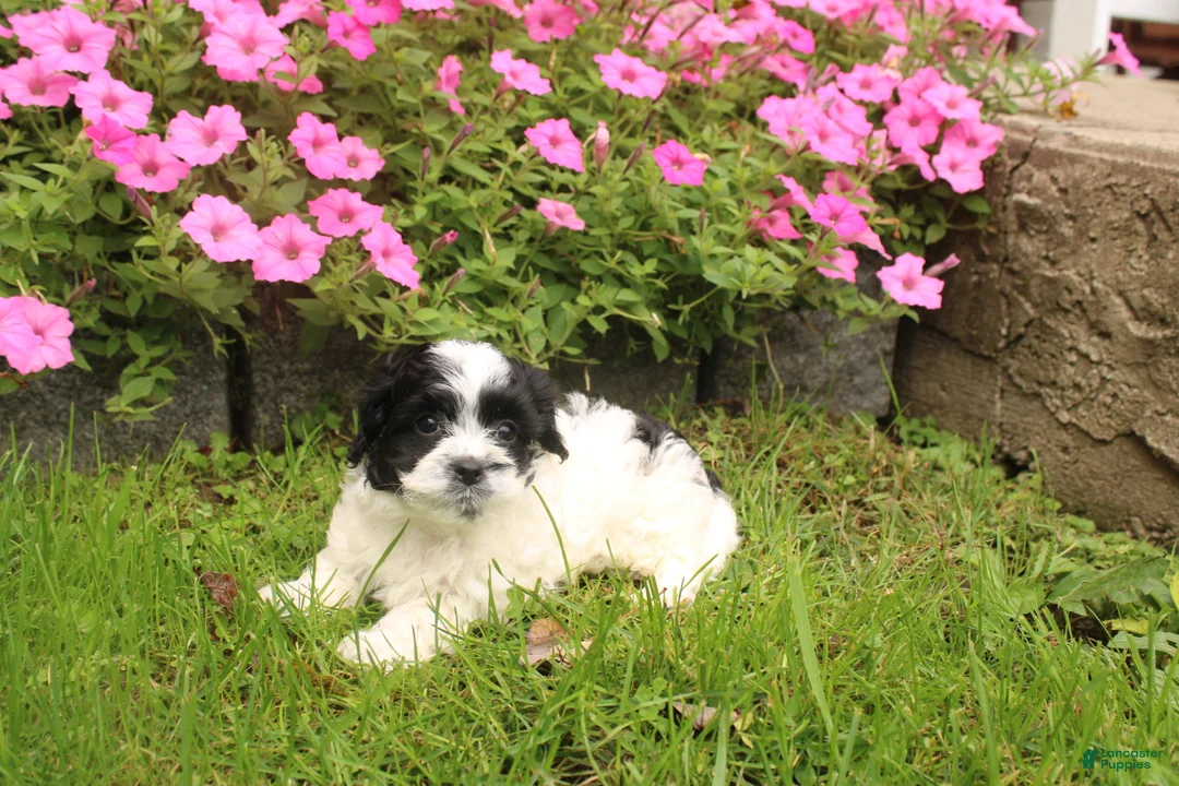Cavapoochon dogs for sale: Magnum - Ad 6