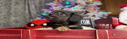 Miniature Dachshund dogs for sale: Champion Pra clear Carrie’s Cream - Ad 3