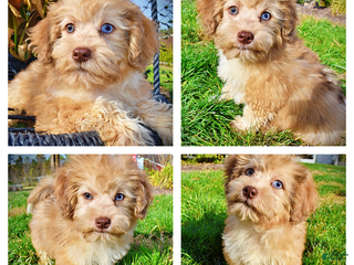 Havapoo dogs Kissy - Ad 29