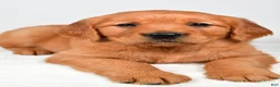 Golden Retriever dogs for sale: Rebecca - Ad 8