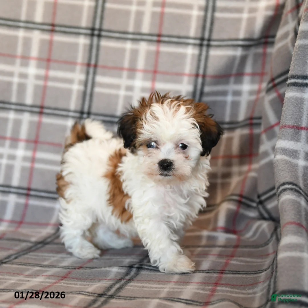 Mixed Breed dogs for sale: Quest - Ad 2