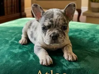 French Bulldog dogs Atlas - Ad 4
