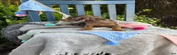 Miniature Dachshund dogs for sale: Theodora - Ad 13