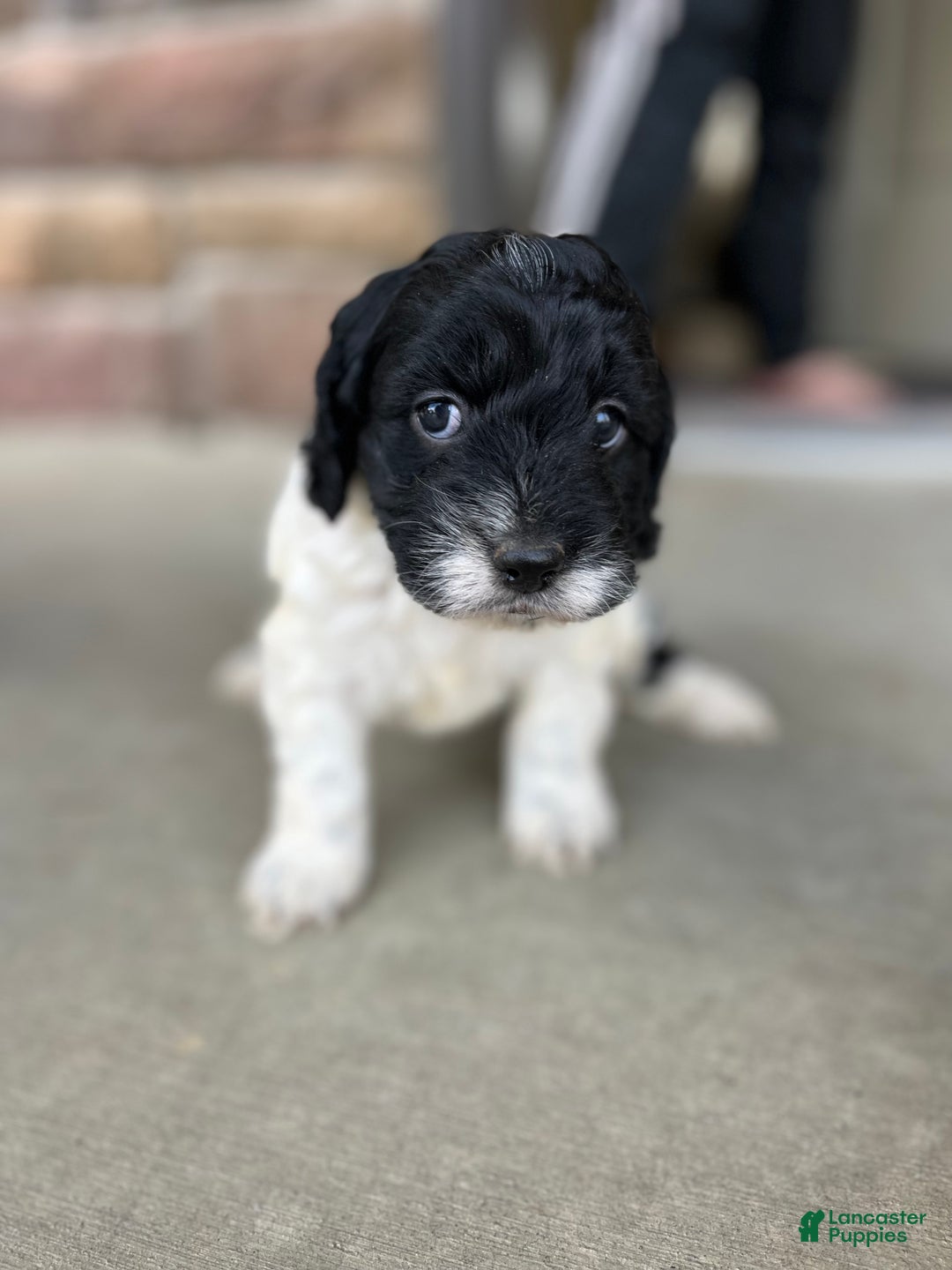 Cockapoo dogs for sale: Joy - Ad 2