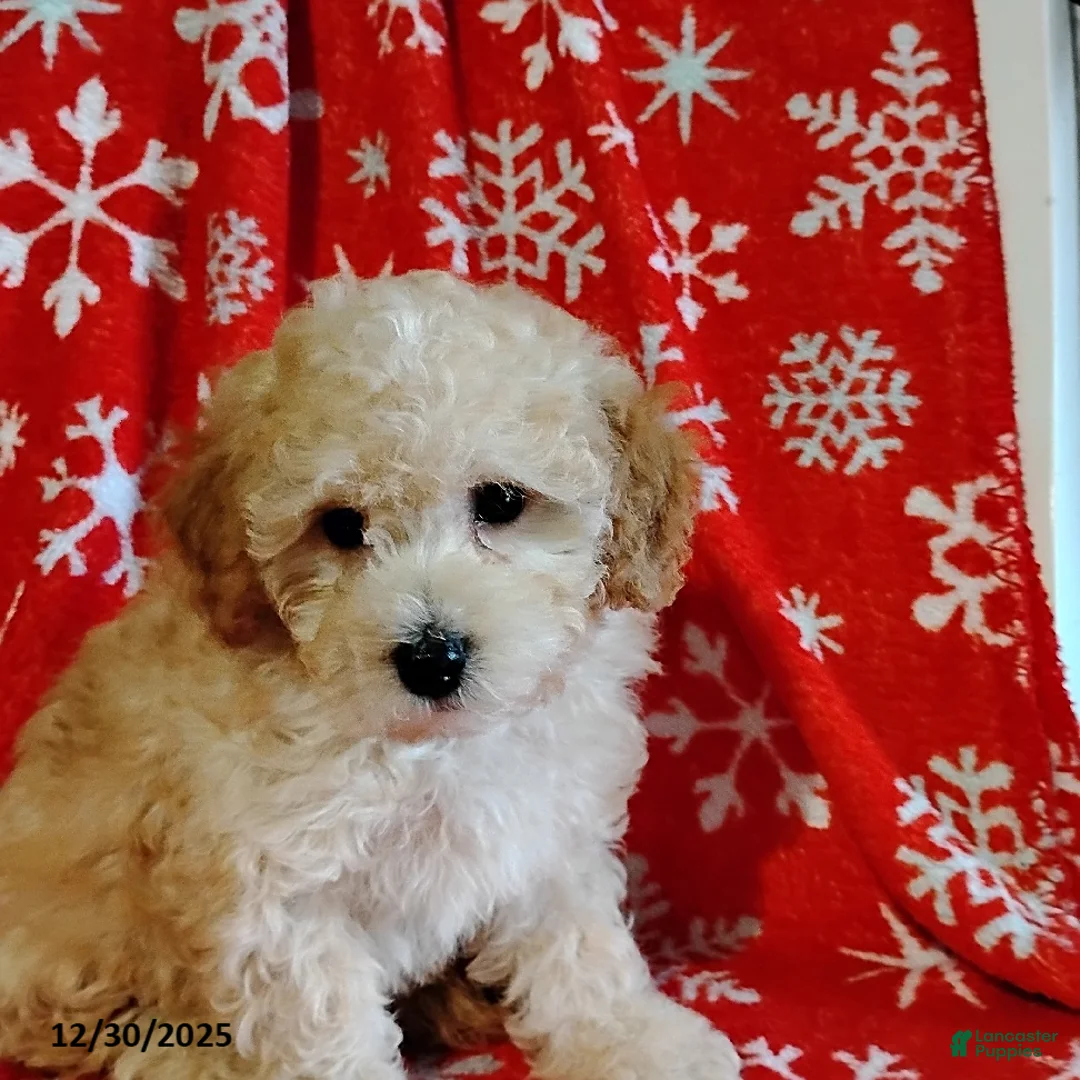 Mini Bernedoodle dogs for sale: Roselani - Ad 9