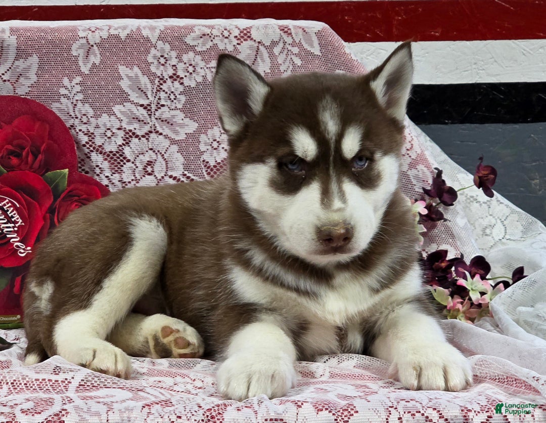 Siberian Husky dogs for sale: Karter - Ad 3