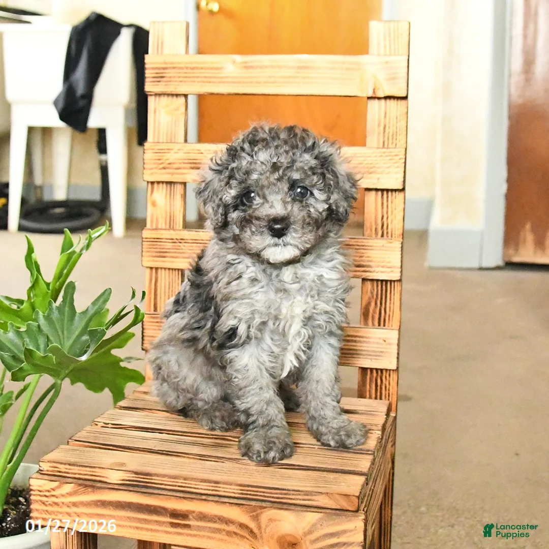 Miniature Poodle dogs for sale: Austin - Ad 1