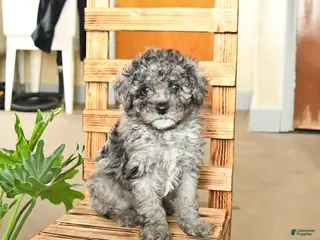 Miniature Poodle dogs Austin - Ad 21