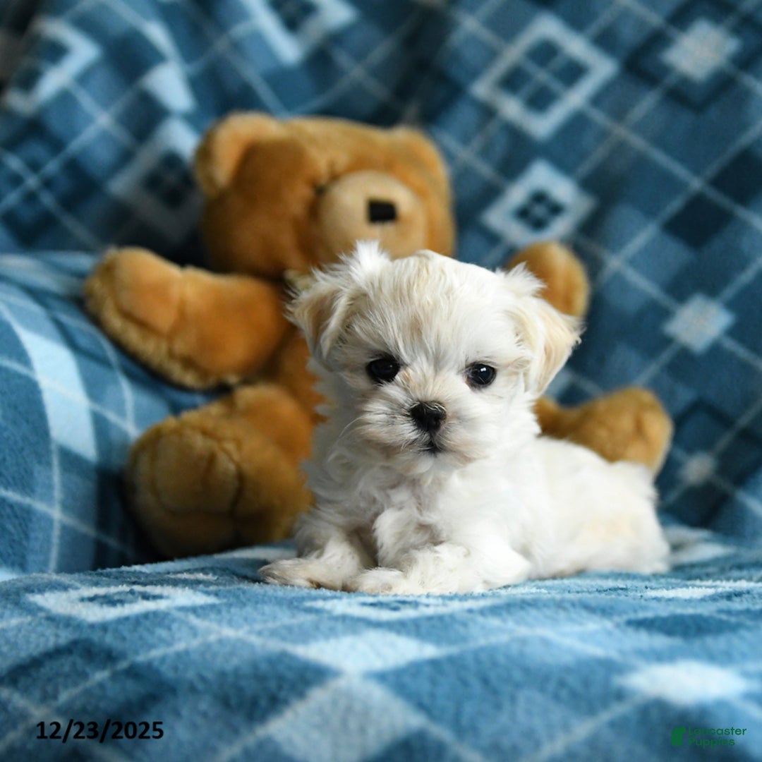 Malshi dogs for sale: Holly - Ad 2