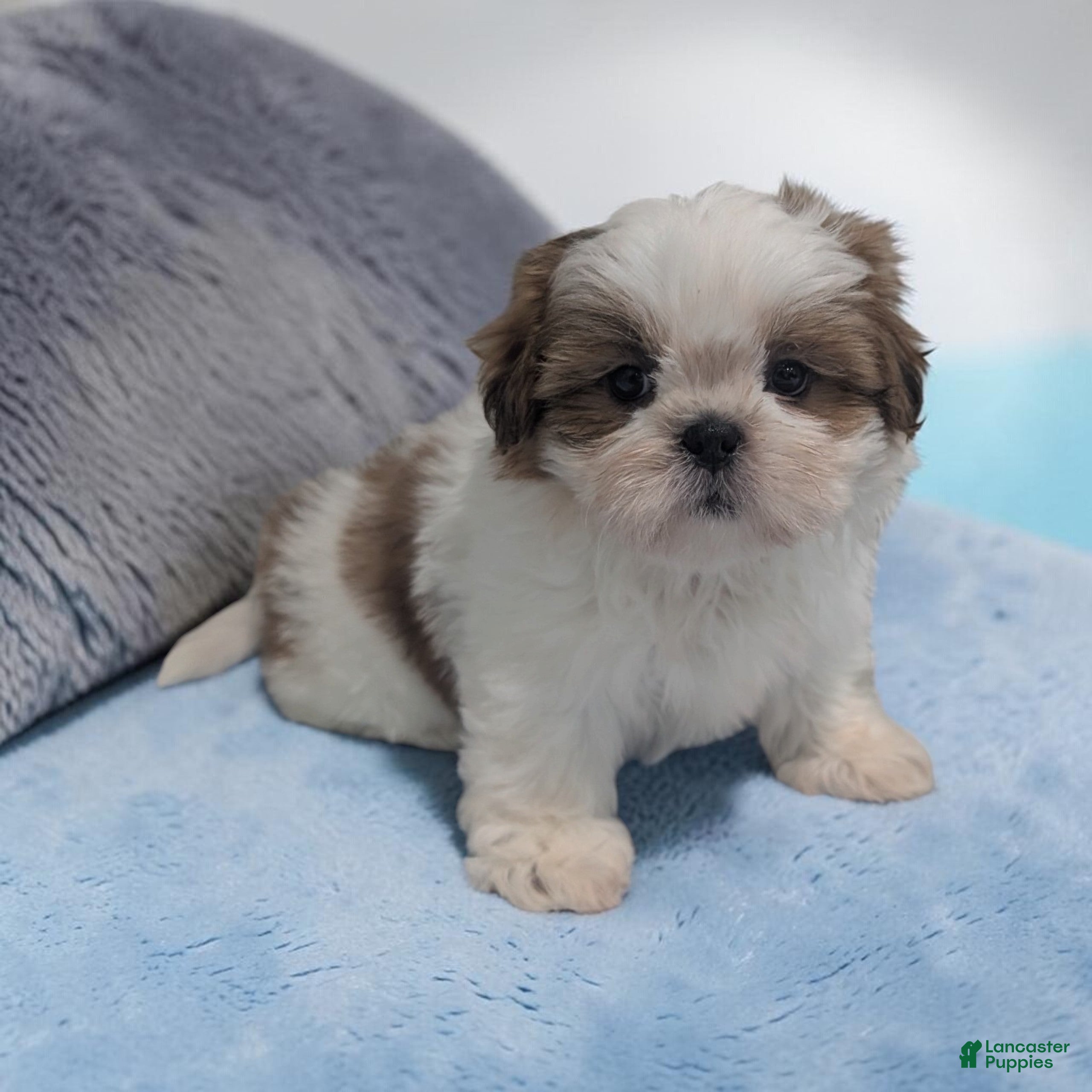 Shih Tzu dogs Duffy - Ad 1