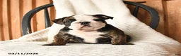 English Bulldog dogs for sale: Max - Ad 1