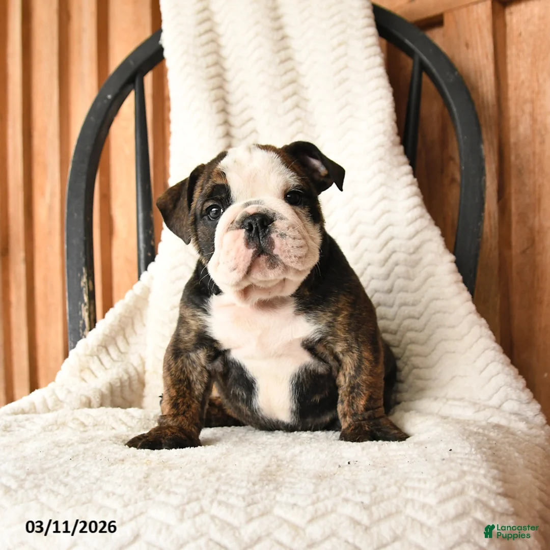 English Bulldog dogs for sale: Max - Ad 1