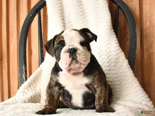 English Bulldog dogs for sale: Max - Ad 4