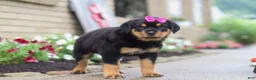 Rottweiler dogs for sale: Darla - Ad 5