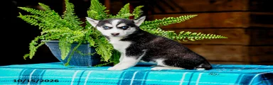 Twila