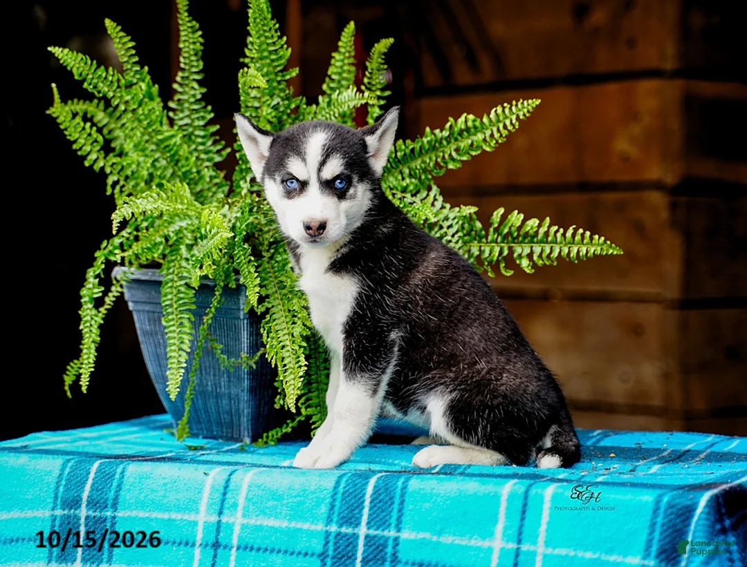 Pomsky dogs for sale: Twila - Ad 1